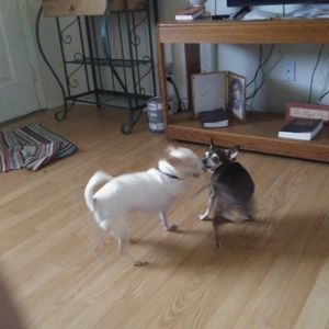 Meet your Posher, Becky